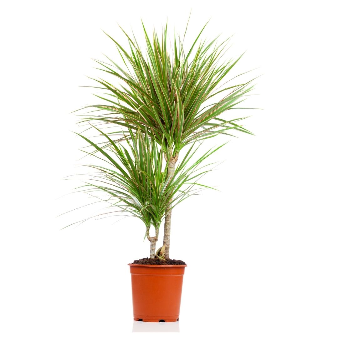 Rośliny w łazience bez okna - dracena